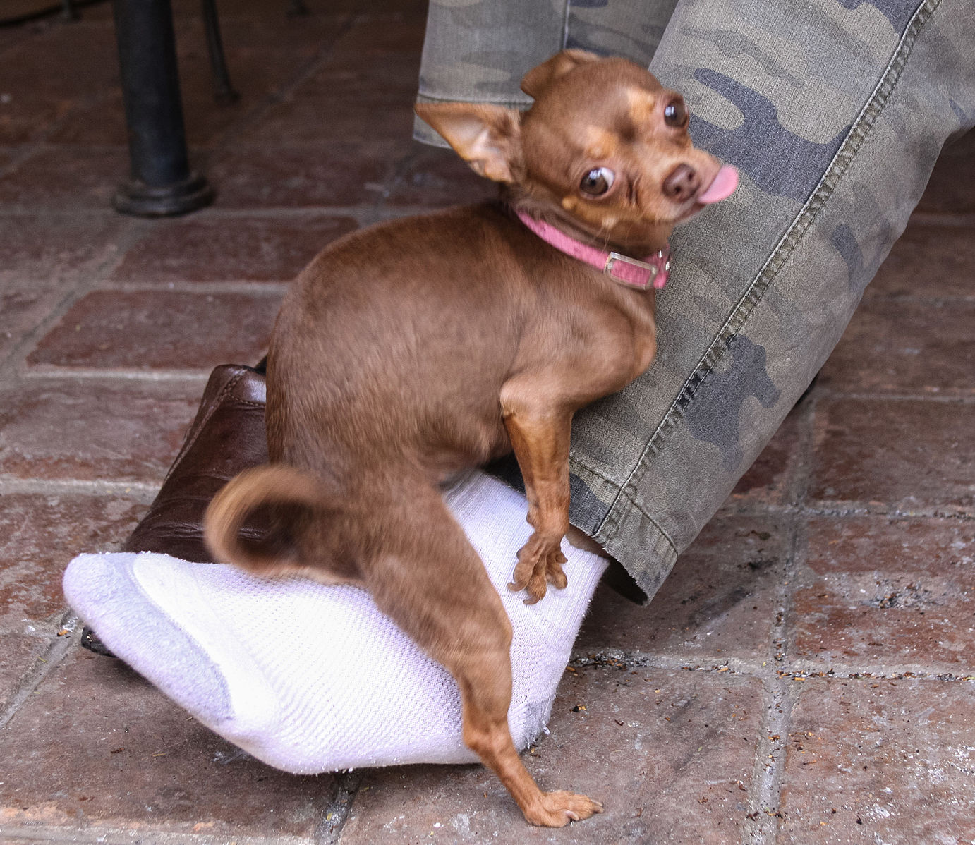 A small dog humping the base of its owner's leg.