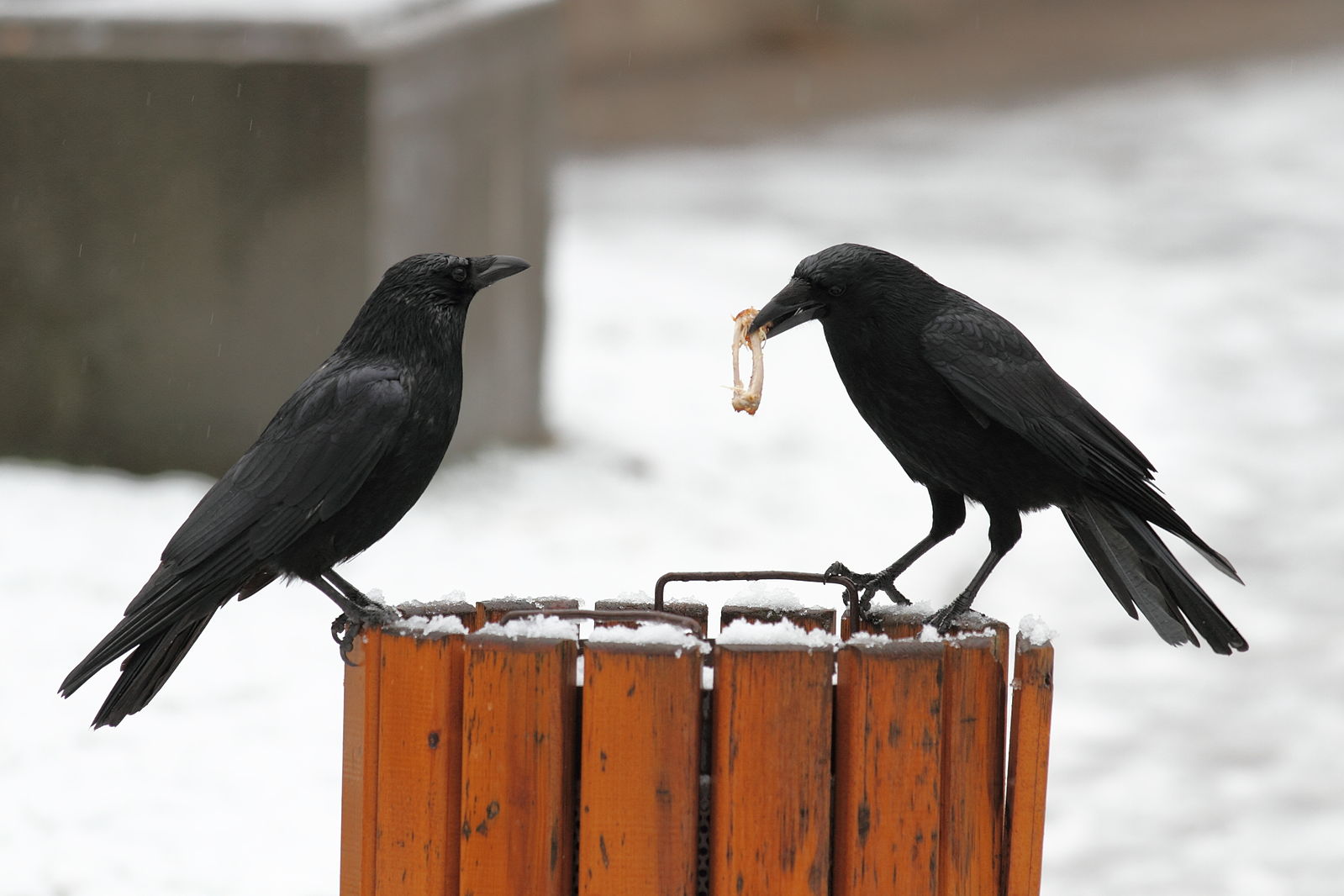 Two black crows perched. One crow presents some a bones from a chicken wing in its beak.