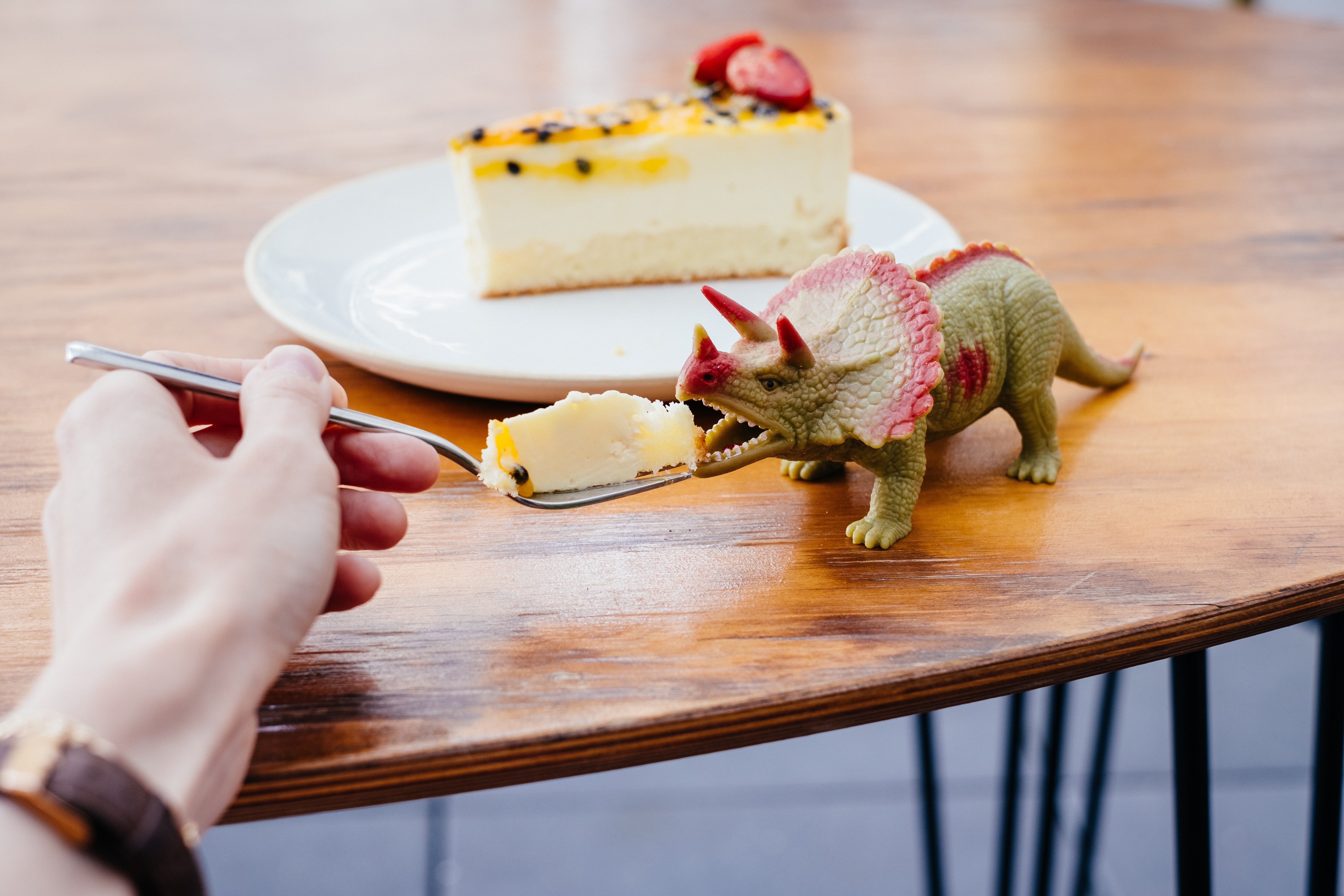 Someone uses a fork to feed a piece delicious yellow cake to the eager mouth of a rubber toy triceratops.